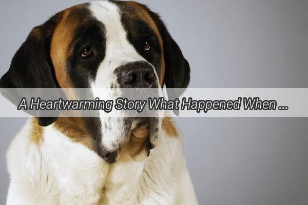 A Heartwarming Story What Happened When My 5MonthOld Puppy Was Pushed Over